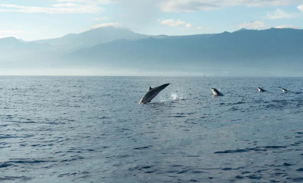 Best Time of Day to See Whales