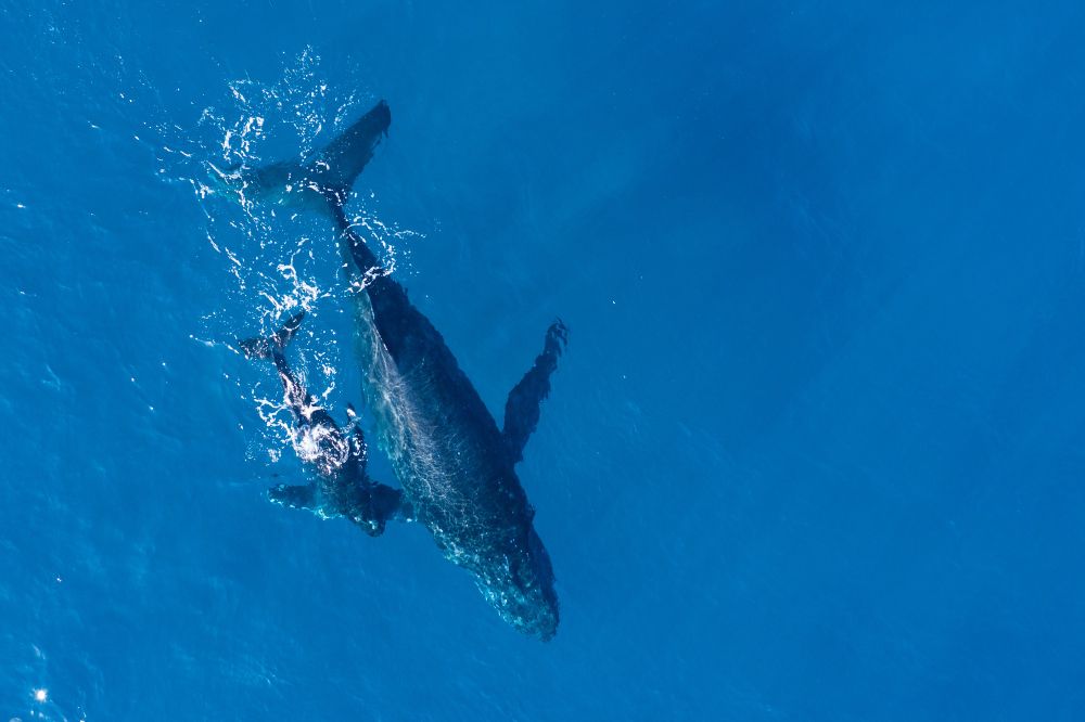 Discover the Magic of Whale Watching in South Australia